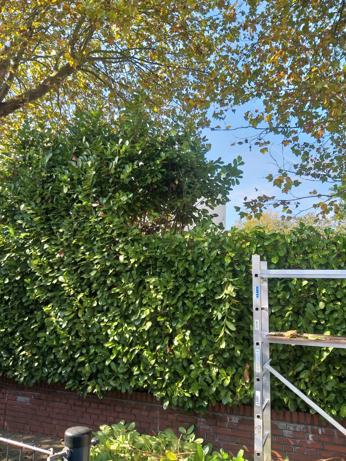Heckenschnitt in luftiger Höhe – mit vollem Einsatz zum gepflegten Ergebnis! 🌿✂️